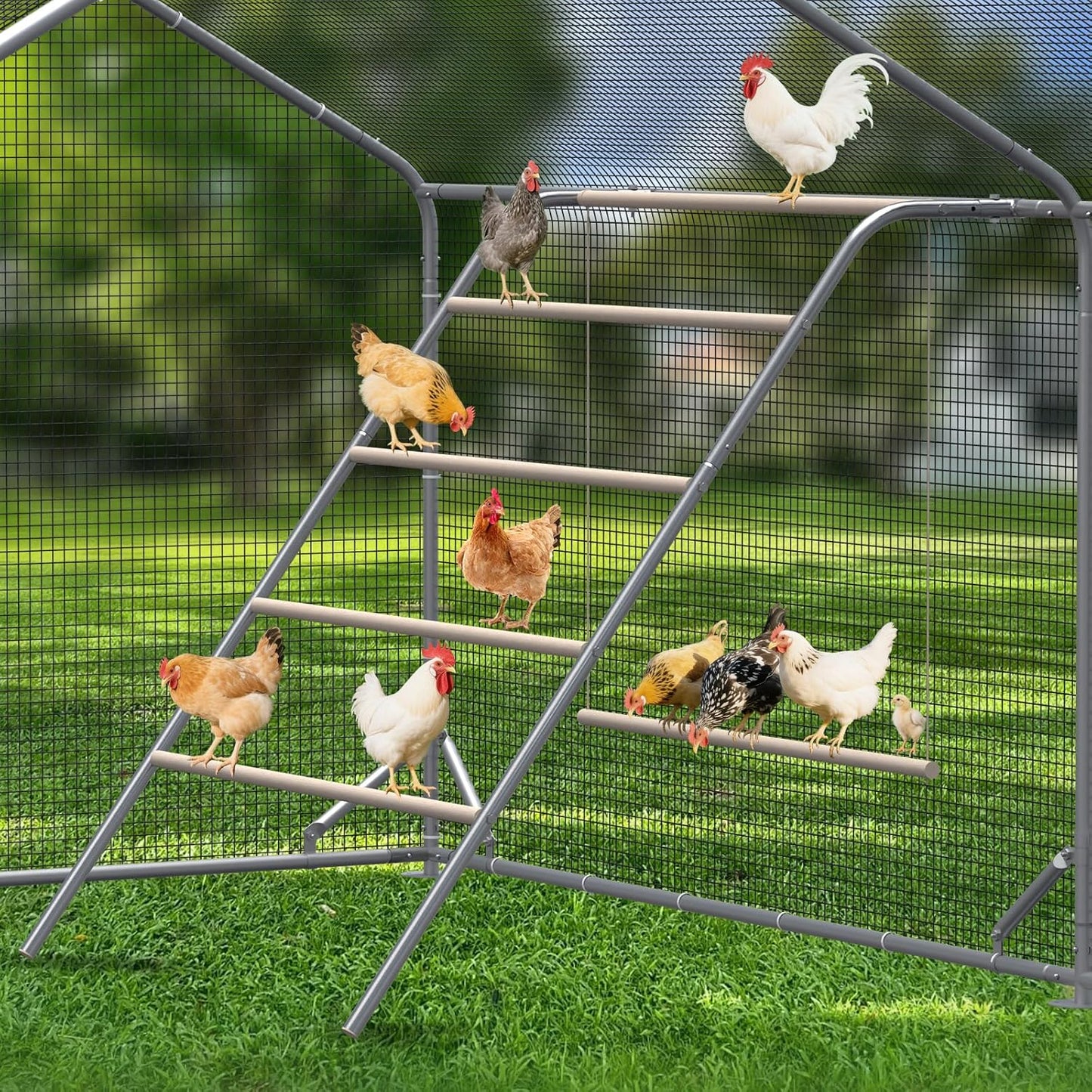 Chicken Coop Roosting Perch Essentials for Backyard Poultry