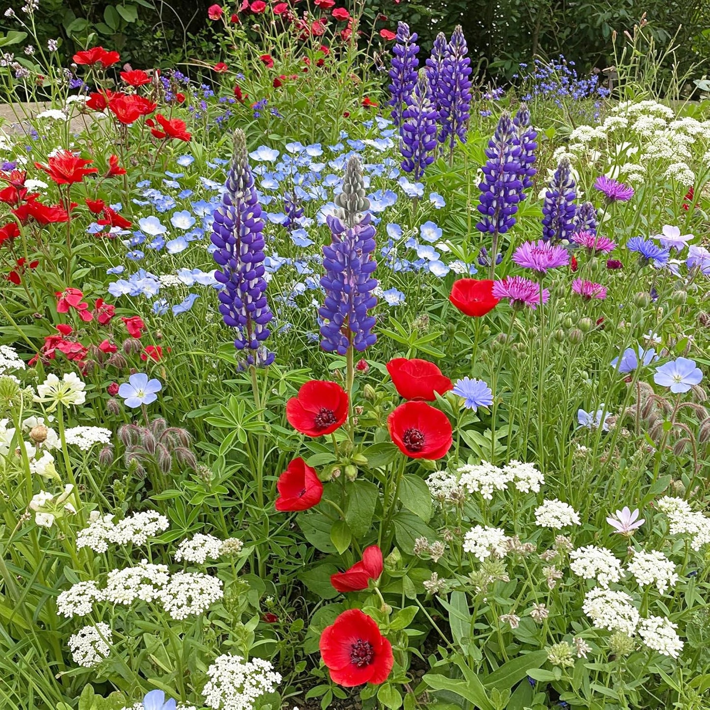Ferry-Morse Red, White & Blue Mix Bulk Flower Seeds for Gardens