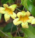 Yellow Trumpet Creeper Vine (Campsis radicans) - 3 x 3.5in Pots