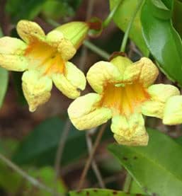 Yellow Trumpet Creeper Vine - Live Perennial Plants for Gardens
