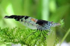 High Grade Neocaridina Black Rili Shrimps for Your Aquarium