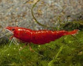 Premium Neocaridina Shrimp for a Vibrant Aquarium Experience