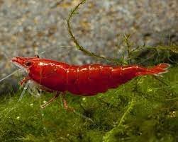 Premium Neocaridina Shrimp for a Vibrant Aquarium Experience