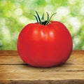 Park Seed Variety of Tomato Seeds - Whopper CR Improved Hybrid
