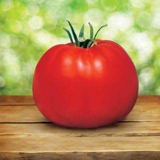 Park Seed Whopper CR Improved Hybrid Tomato Seeds for Gardeners