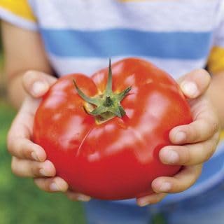 Big Beef Hybrid Tomato Seeds for Easy Vegetable Gardening