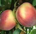 Belle of Georgia Peach Tree - Self Pollinating 2 to 3 ft