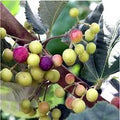 Sherbet Berry Plants 4 Pack - Live Grewia asiatica Shrubs for Edible