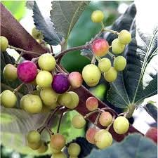 Grewia asiatica Shrubs for Sweet-Tart Berries in Your Garden