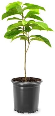 Paw Paw Tree Seedlings for Tropical Gardens and Unique Fruits