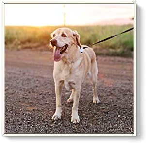Custom Framed Canvas Prints for Pets - Personalized Wall Art