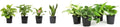 Live Pothos Plants 4PK - Easy to Grow Indoor Air Purifiers