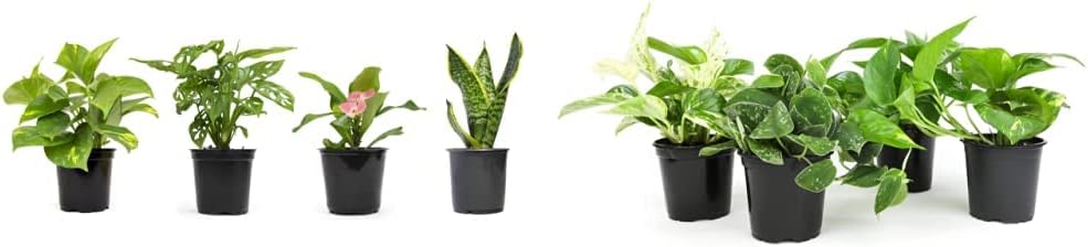 Live Pothos Plants 4PK - Easy to Grow Indoor Air Purifiers