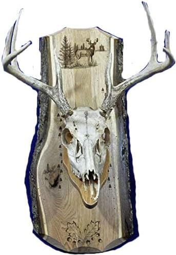 European Mount Plaque for Deer Skull and Antler Display Gift