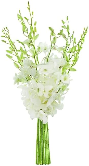 10 White Orchid Gift for Birthday, Sympathy, and More