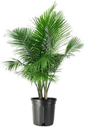 Majesty Palm 10-In Pot Live Tropical Houseplant - Elegant Foliage