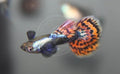 Tropical Live Guppy Freshwater Aquarium Fish for Vibrant Tanks