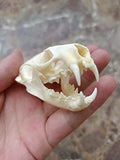 Animal Specimen Real Animal Skull Collection - Cleaned Taxidermy Set