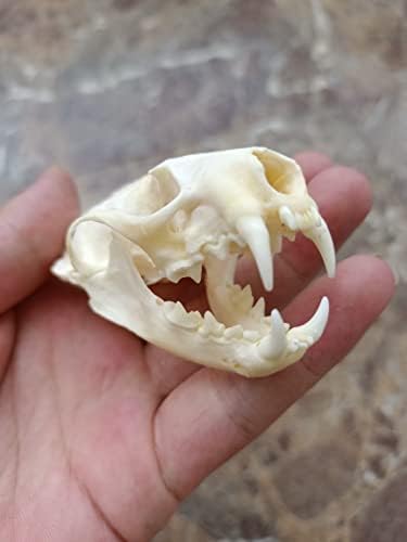 Animal Specimen Real Skull Collection for Taxidermy Enthusiasts