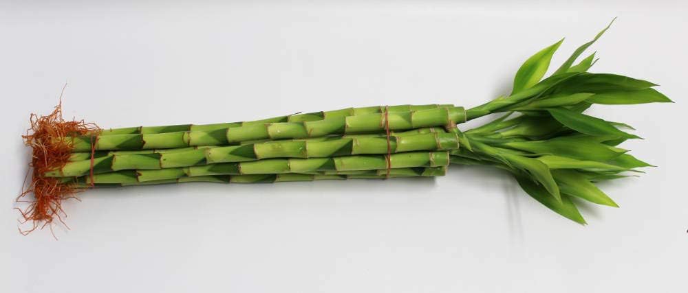 Lucky Bamboo Stalks with Shoots for Good Fortune and Feng Shui