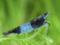 ShrimpRack 10 Blue Dream Neocaridina Shrimps - Vibrant, Hardy Color