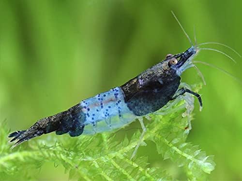 Neocaridina Freshwater Aquarium Shrimps - Blue Rili Variety