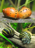 Live Freshwater Aquarium Fish - (12) Varied Nerite Snails - Mixed