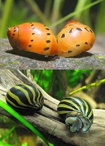 Live Freshwater Aquarium Fish - 12 Varied Nerite Snails Pack