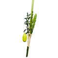 Etrog & Lulav Set for Sukkot - Certified Kosher Complete Arba Minim