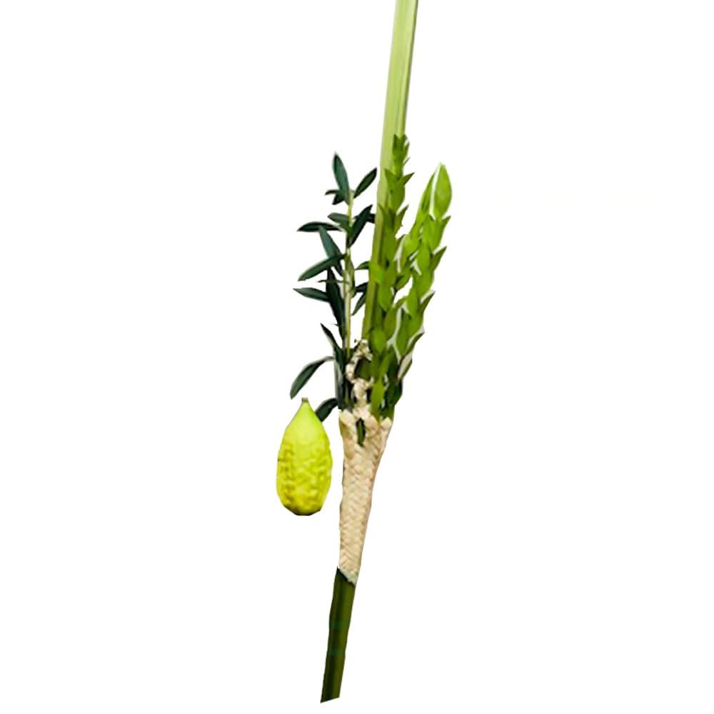 Etrog & Lulav Set for Sukkot - 100% Certified Kosher Quality