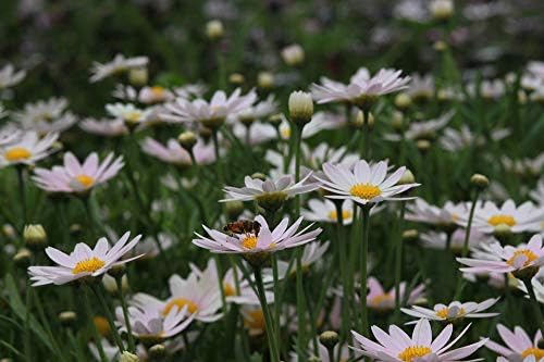 Shasta Daisy Becky Live Perennial Plants for Your Garden