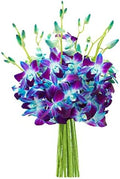 Exotic Sapphire Orchid Bouquet of 10 Blue Orchid - Next Day Delivery