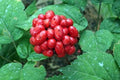 Stratified American Ginseng Seed for Planting and Growing Success