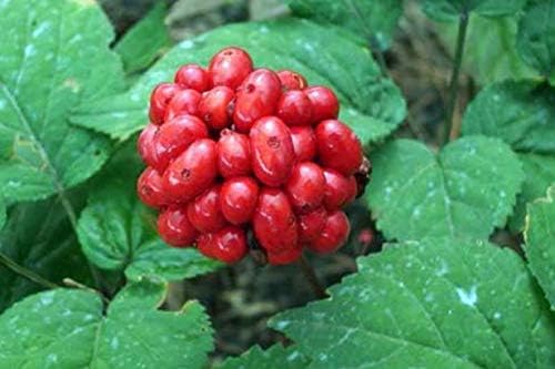 Stratified American Ginseng Seed for Planting and Growing Success
