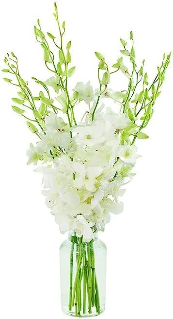 10 White Orchid Bouquet with Vase for Any Special Occasion