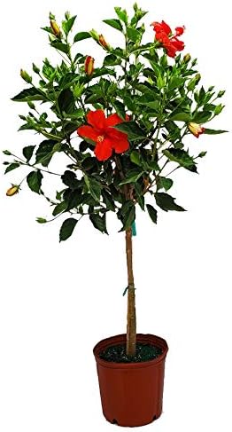Live Hibiscus Plant - Tropical Flowering Tree - Red President