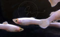 Swimming Creatures Tropical Live Platinum White Guppy (5 Male)