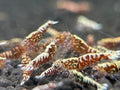 TM 20 RED Galaxy SHRIMPSTaiwanese Bee Live Freshwater Shrimps