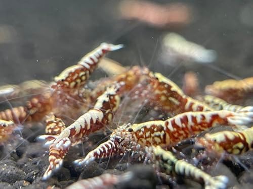 TM 20 RED Galaxy SHRIMP - Vibrant Taiwanese Bee Freshwater Shrimps