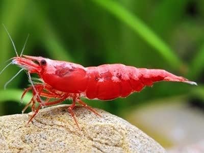 Fire Red Neocaridina Shrimps for Freshwater Aquariums - 10 Pack