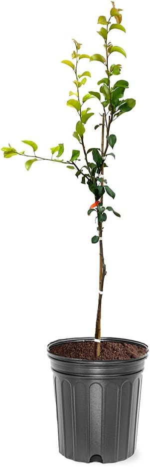 Pineapple Pear Tree - Unique Fruit Bearing Deciduous Tree