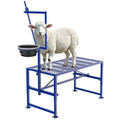 Goat Stand for Milking with Feed Bin - 600LBs Stable Milking Stand