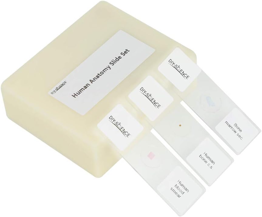 Prepared Human Tissue Anatomy Microscope Slides Set for Study