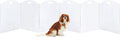 Extra-Wide Clear Acrylic Freestanding Dog Gate - Folding 6-Panel