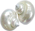 2pcs Shiny Shells XXL Opening 1.9-2.1in - Polished Sea Conch Pair