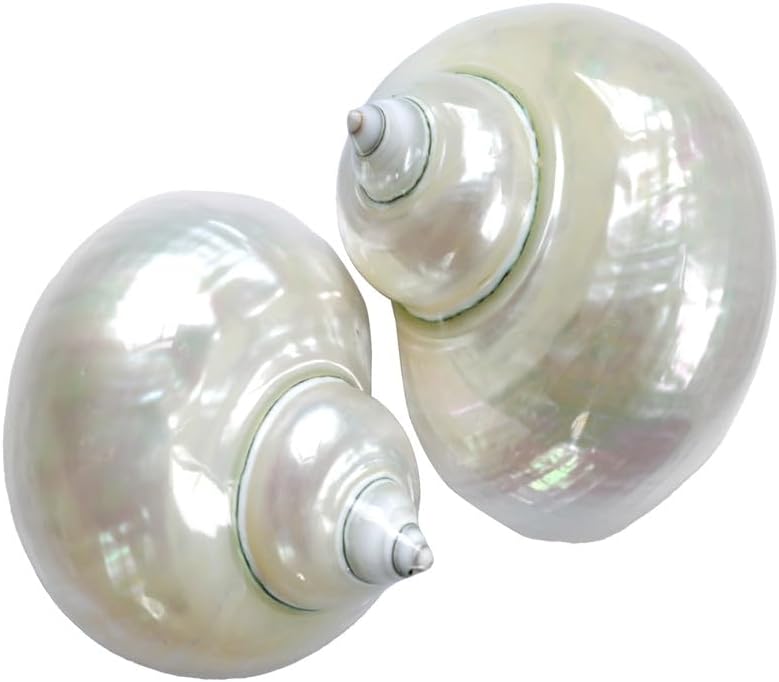 2pcs XXL Natural Hermit Crab Turbo Seashells for Beach Decor