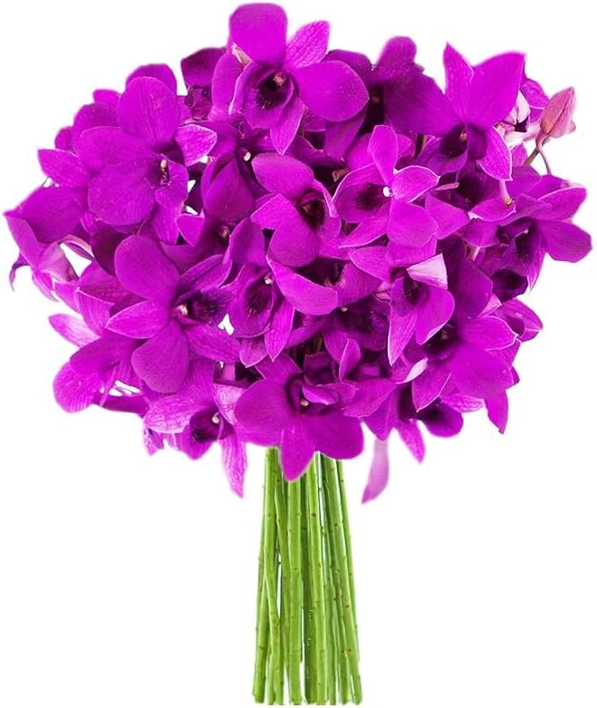 20 Purple Orchid Gift for Birthday, Sympathy, and More