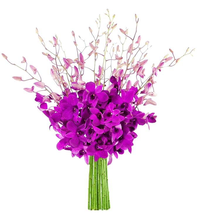 20 Purple Orchid Fresh Flowers for Every Occasion - Gift Ready