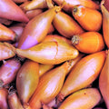 Monique French Shallot Sets - 4 lb Bag for Home Gardeners