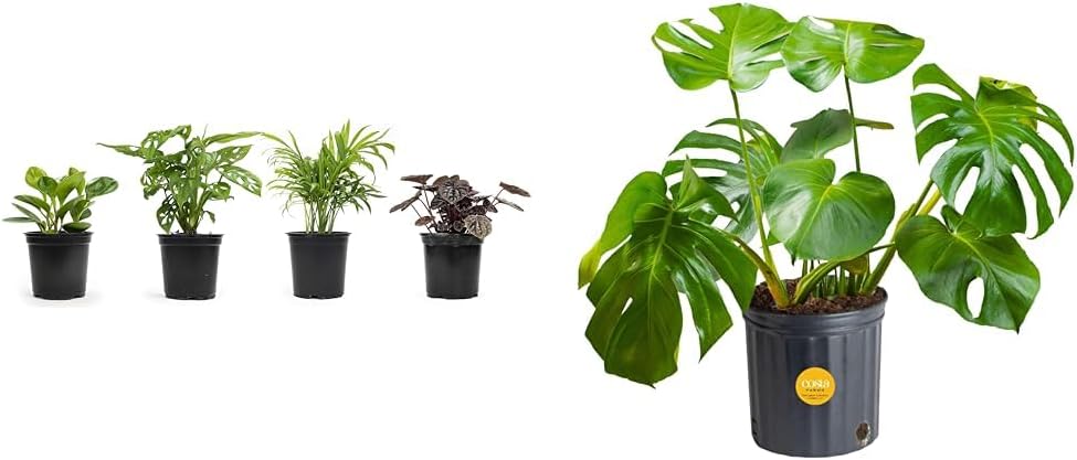 Classic Houseplant Collection with Monstera Swiss Cheese Plant